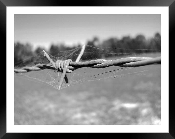 Barbwire Framed Mounted Print by Pics by Jody Adams