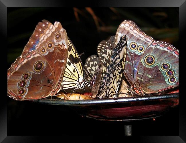 Butterflies Enjoying Dinner Framed Print by Pics by Jody Adams