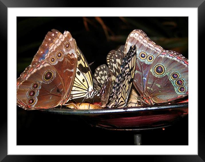 Butterflies Enjoying Dinner Framed Mounted Print by Pics by Jody Adams