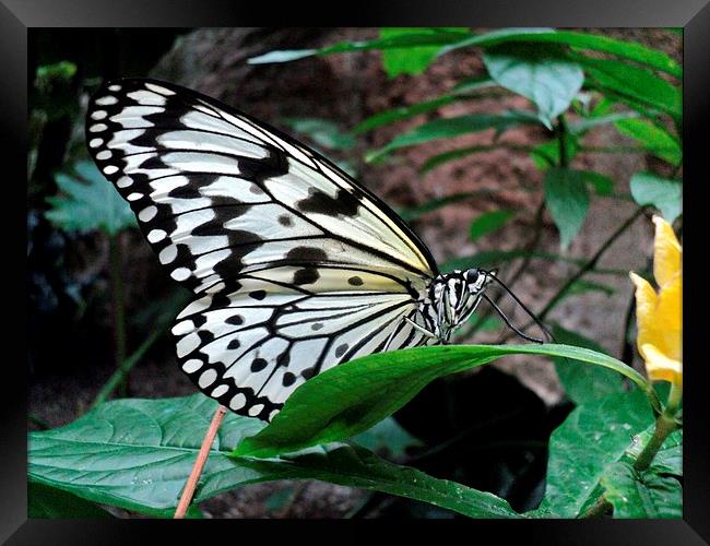 The Butterfly Framed Print by Pics by Jody Adams