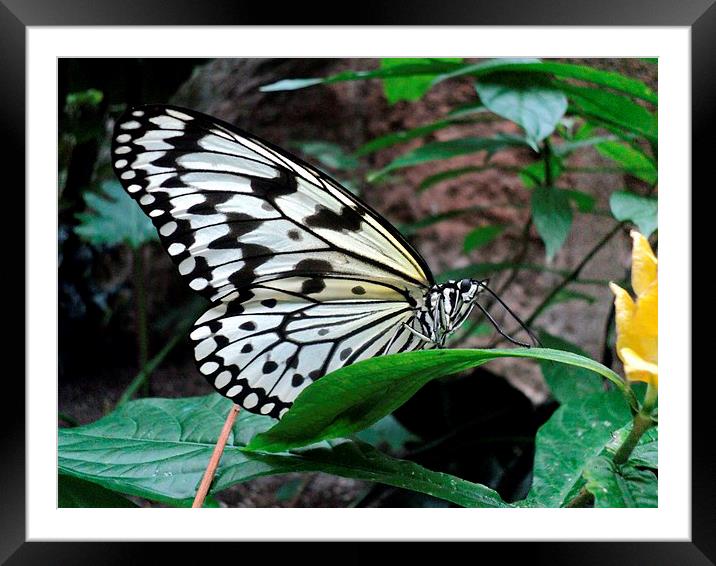 The Butterfly Framed Mounted Print by Pics by Jody Adams
