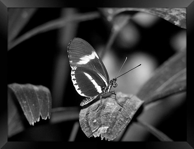 Black Butterfly Framed Print by Pics by Jody Adams