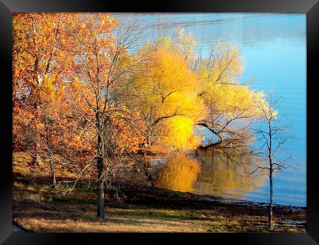 Trees at the Lake Framed Print by Pics by Jody Adams