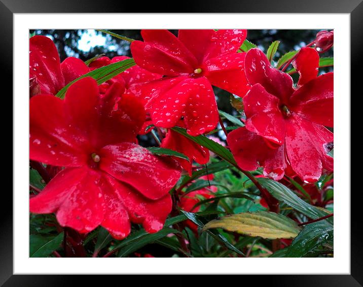 Raindrops on the Red Blooms Framed Mounted Print by Pics by Jody Adams