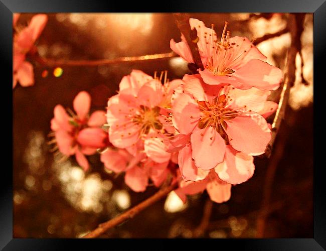 Peach Blossoms Framed Print by Pics by Jody Adams