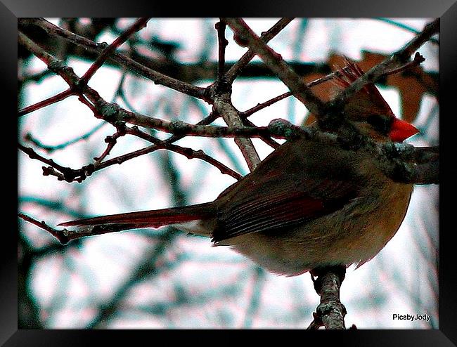 Keeping an Eye Framed Print by Pics by Jody Adams