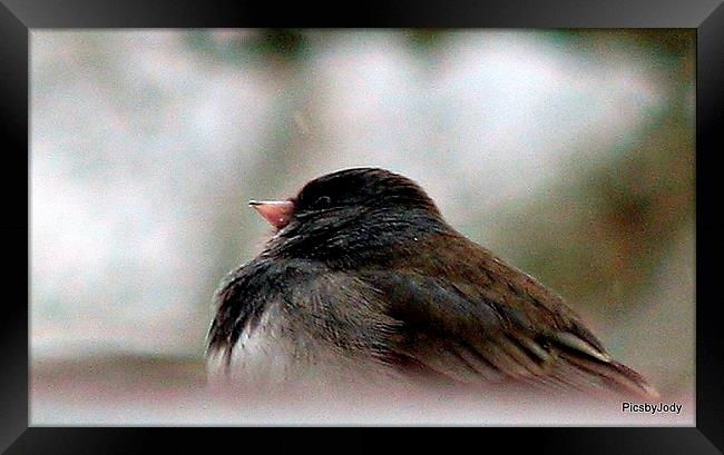 Snow bird Framed Print by Pics by Jody Adams