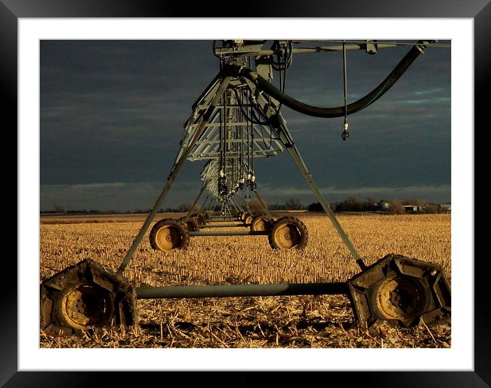 Nebraska Corn Fields Framed Mounted Print by Pics by Jody Adams