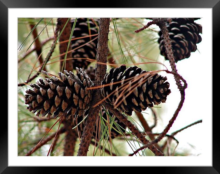 Pine Cones in the Pine Tree Framed Mounted Print by Pics by Jody Adams