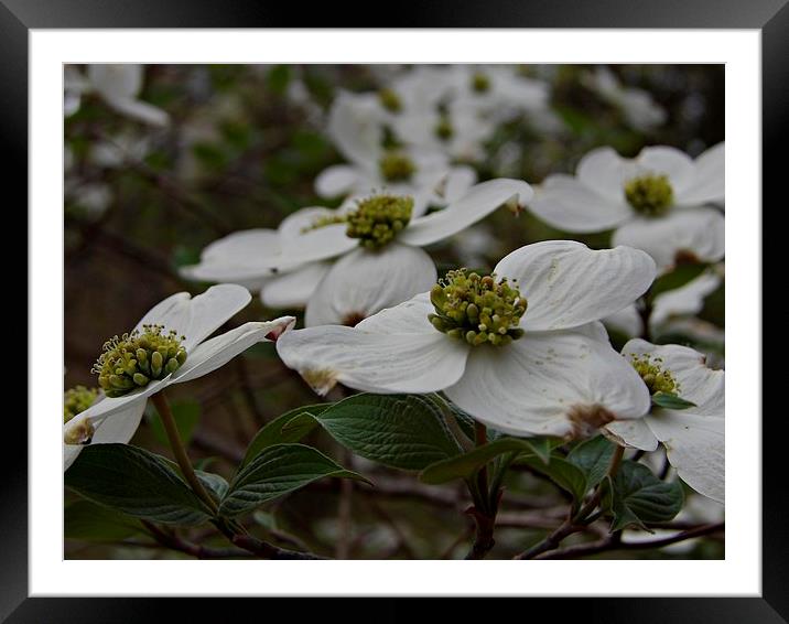 Dogwood Blooms Framed Mounted Print by Pics by Jody Adams