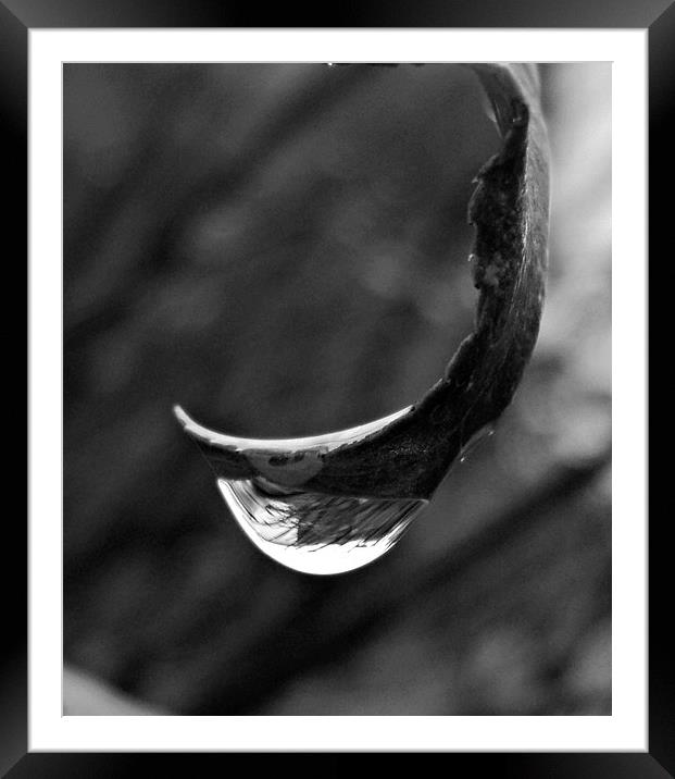 Raindrop BW Framed Mounted Print by Pics by Jody Adams