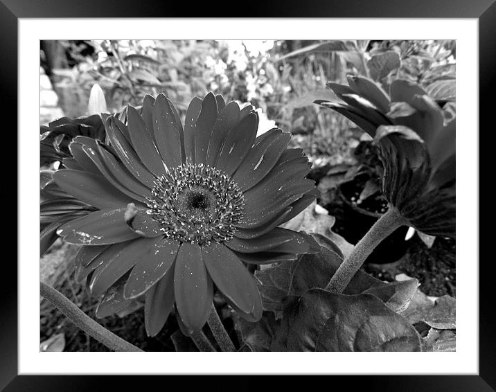 Shasta Daisy in Black and White Framed Mounted Print by Pics by Jody Adams