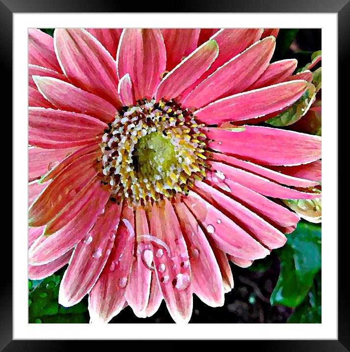 Oil Painting Pink Daisy Framed Mounted Print by Pics by Jody Adams