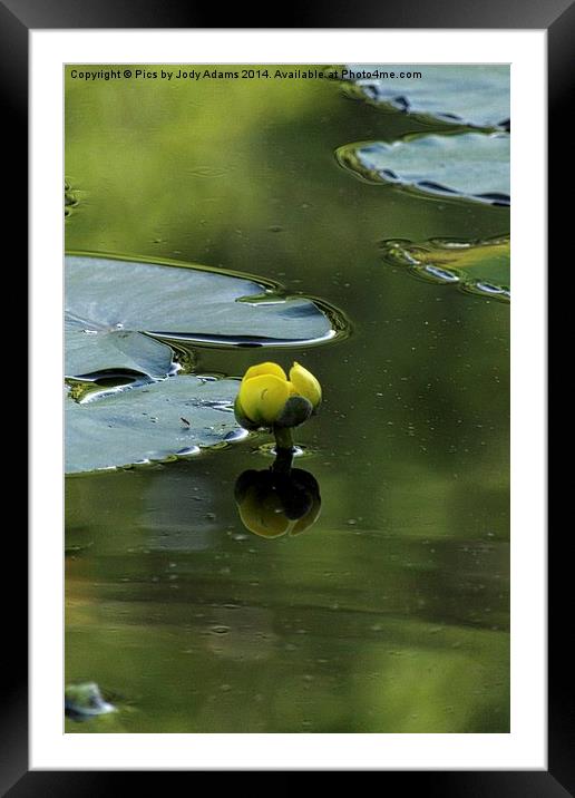  Yellow Framed Mounted Print by Pics by Jody Adams