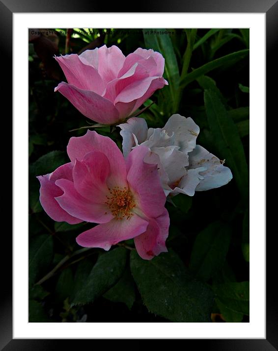  Country Roses Framed Mounted Print by Pics by Jody Adams