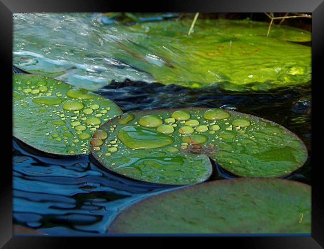  Waterdrops on Lilypads Framed Print by Pics by Jody Adams