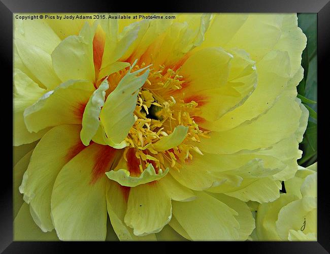  Yellow Peonie Framed Print by Pics by Jody Adams