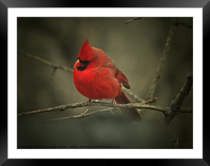 Cardinal Framed Mounted Print by Pics by Jody Adams