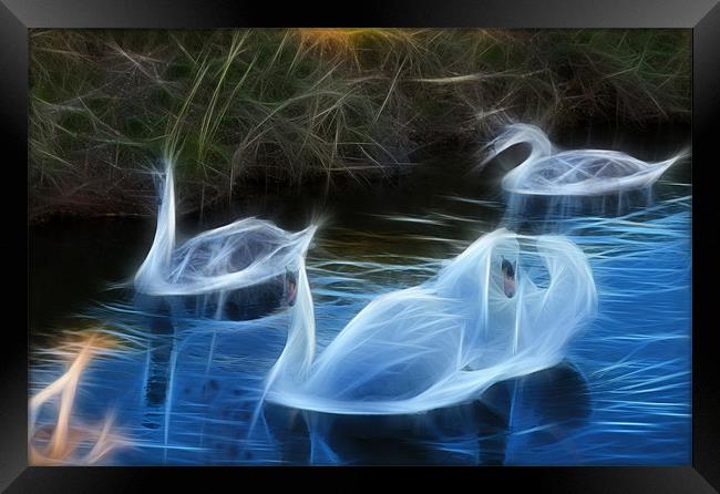 fractal swans Framed Print by kev bates