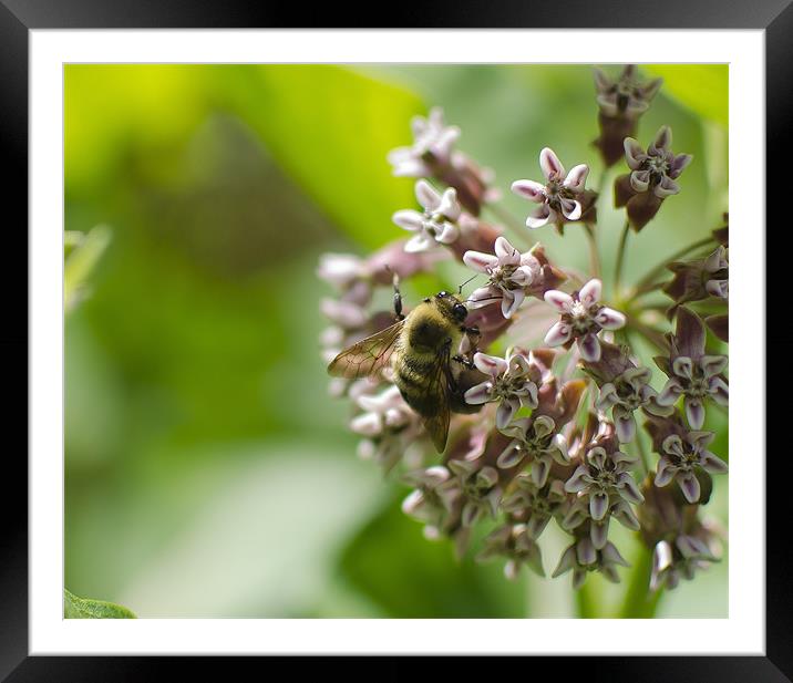 Bee on a Flower Framed Mounted Print by Jessica Berlin