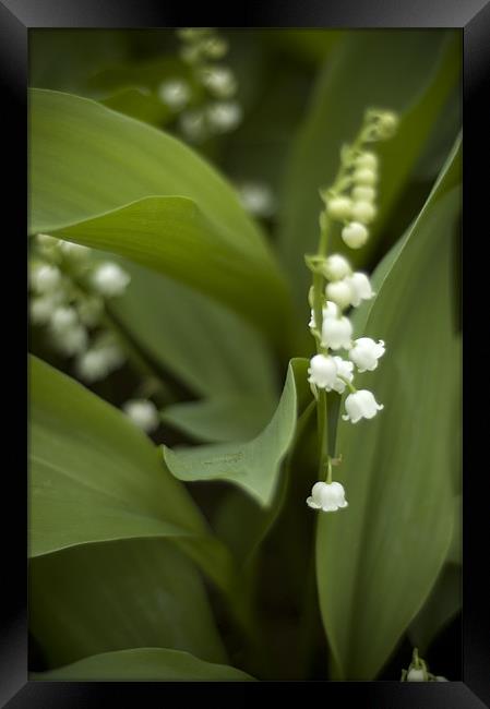 White Lilly of the Vally Framed Print by Jessica Berlin