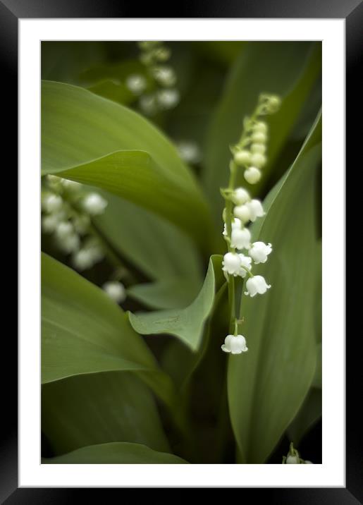 White Lilly of the Vally Framed Mounted Print by Jessica Berlin