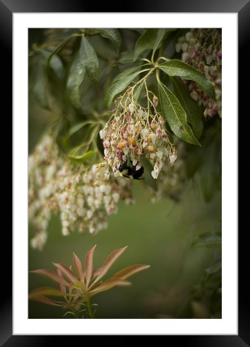 Bee on Flower Framed Mounted Print by Jessica Berlin