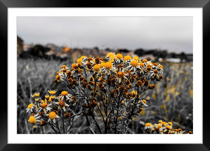 Wildflower on the Ffraw Framed Mounted Print by Tim Finch