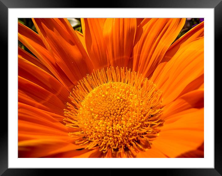 Sunburnt Orange Head Framed Mounted Print by Steve Townsend