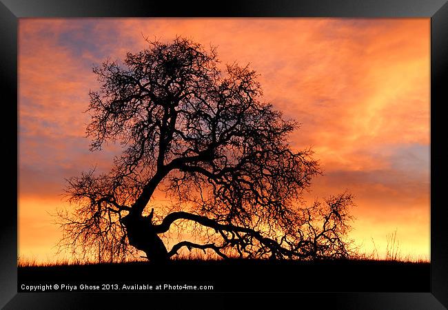 Tree With Sky On Fire Framed Print by Priya Ghose