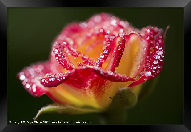 Raindrops On A Rose Framed Print by Priya Ghose