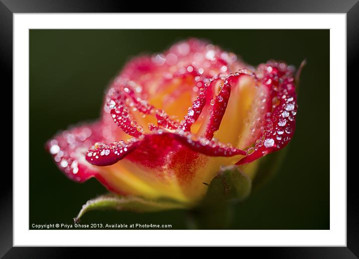 Raindrops On A Rose Framed Mounted Print by Priya Ghose