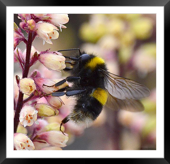 Bumble Bee Collecting Pollen Framed Mounted Print by Wayne Usher