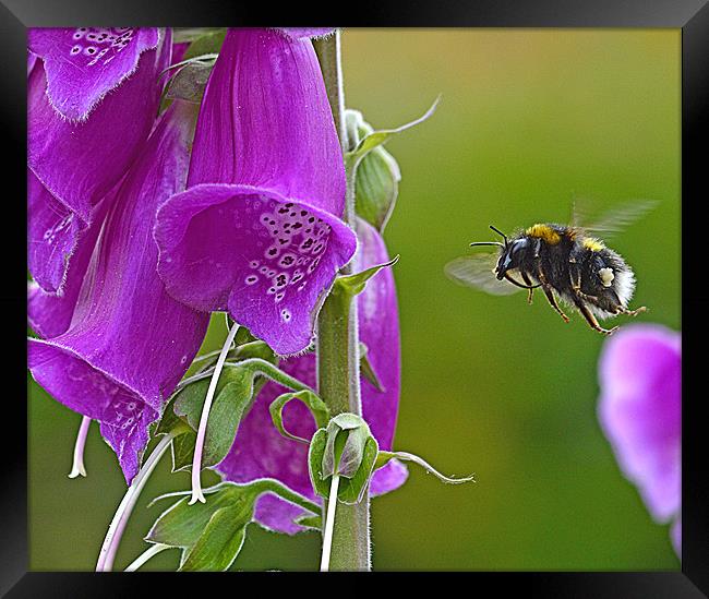 Bumble Bee Flight Framed Print by Wayne Usher