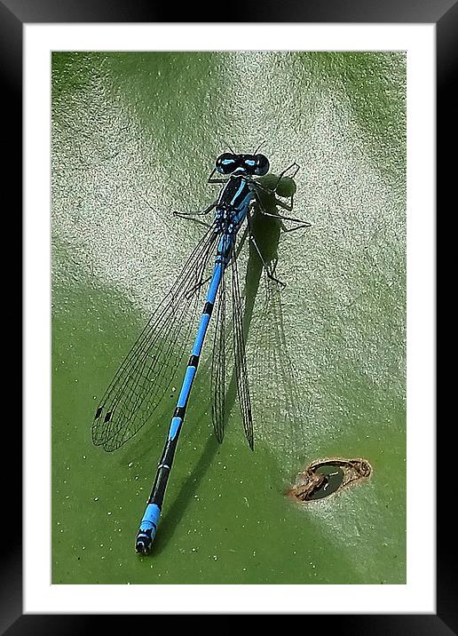 Azure Damselfly Framed Mounted Print by Wayne Usher