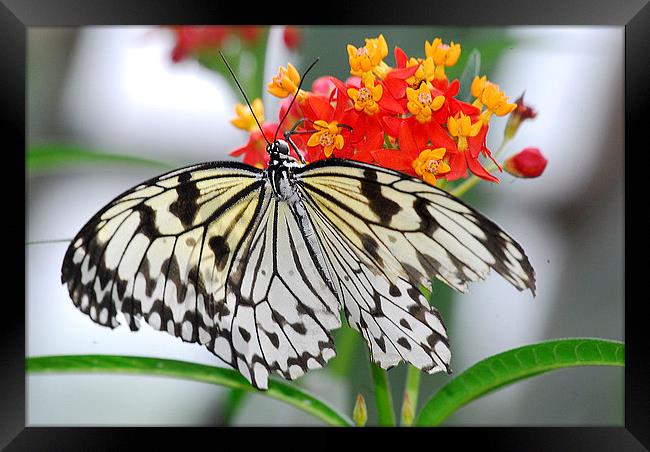   Beautiful White Butterfly Framed Print by Wayne Usher