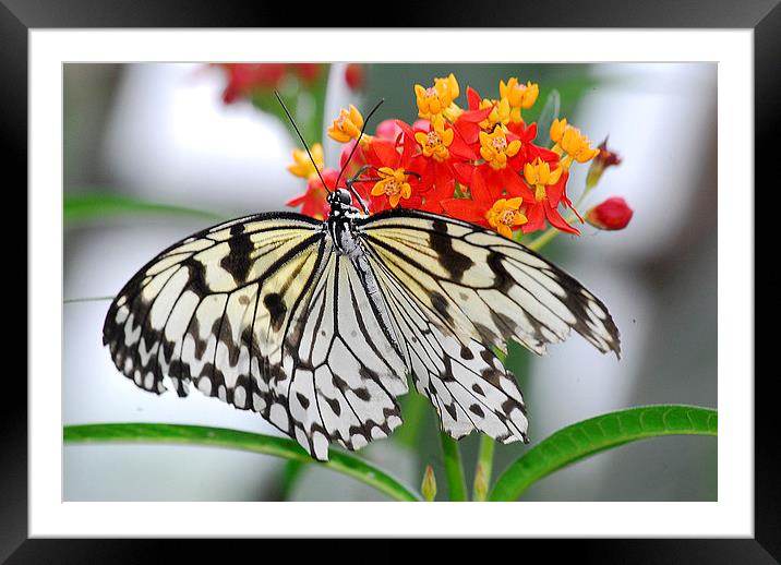   Beautiful White Butterfly Framed Mounted Print by Wayne Usher