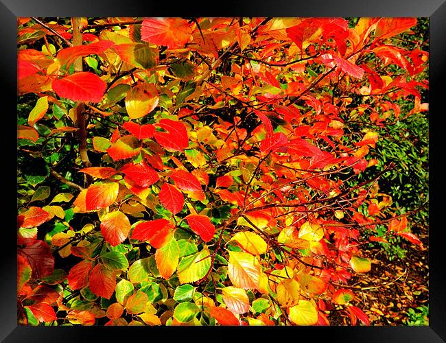 Autumn Colours Framed Print by Colin Richards