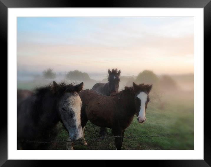 Morning Misty Horses Framed Mounted Print by Colin Richards