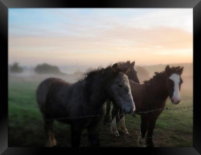 Morning Misty Horses 2 Framed Print by Colin Richards