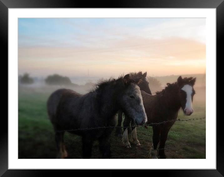 Morning Misty Horses 2 Framed Mounted Print by Colin Richards