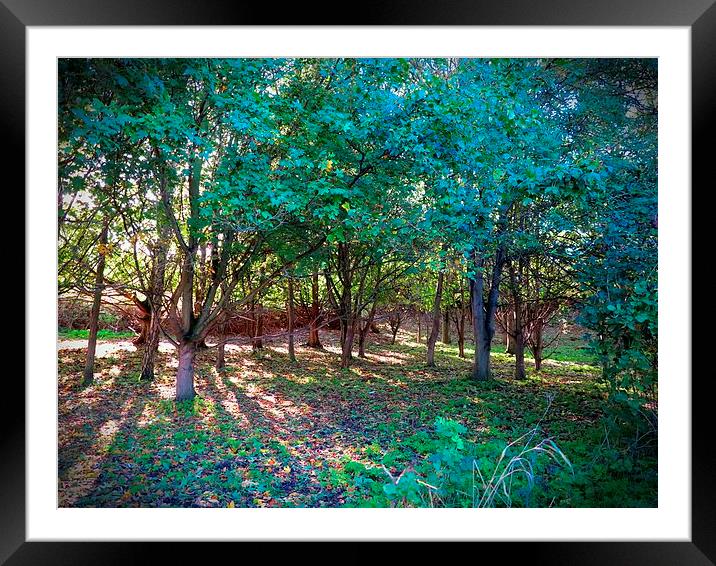 Autumnal Colours Framed Mounted Print by Colin Richards