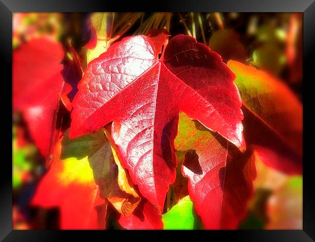 Autumn Leaves Framed Print by Colin Richards