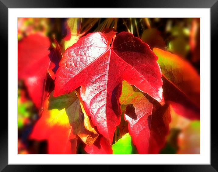 Autumn Leaves Framed Mounted Print by Colin Richards