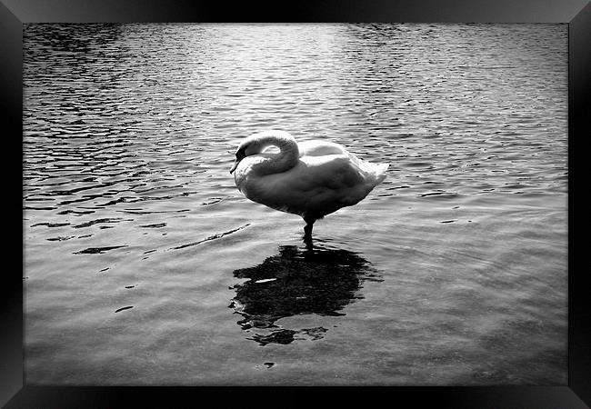  Swan Lake Framed Print by Colin Richards