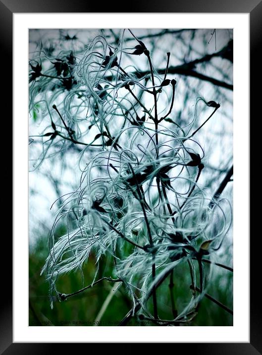 Natures Winter feathers Framed Mounted Print by Colin Richards