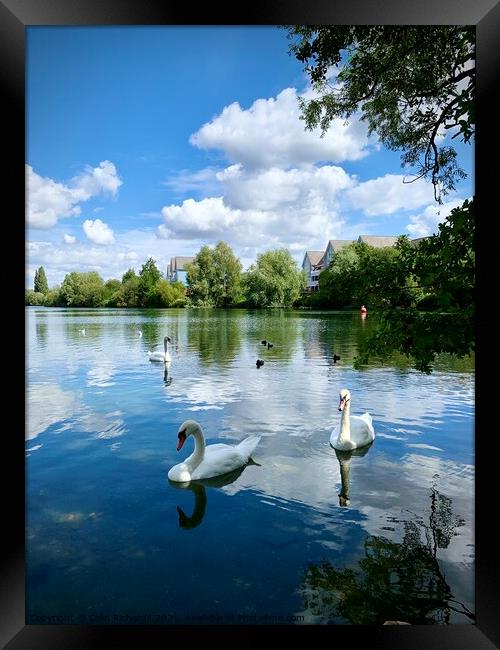 Swan Lake  Framed Print by Colin Richards