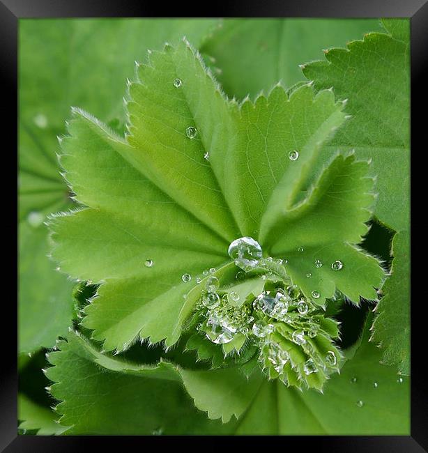 Raindrops Framed Print by Susan Mundell