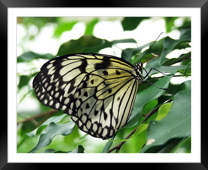 Butterfly Framed Mounted Print by Susan Mundell