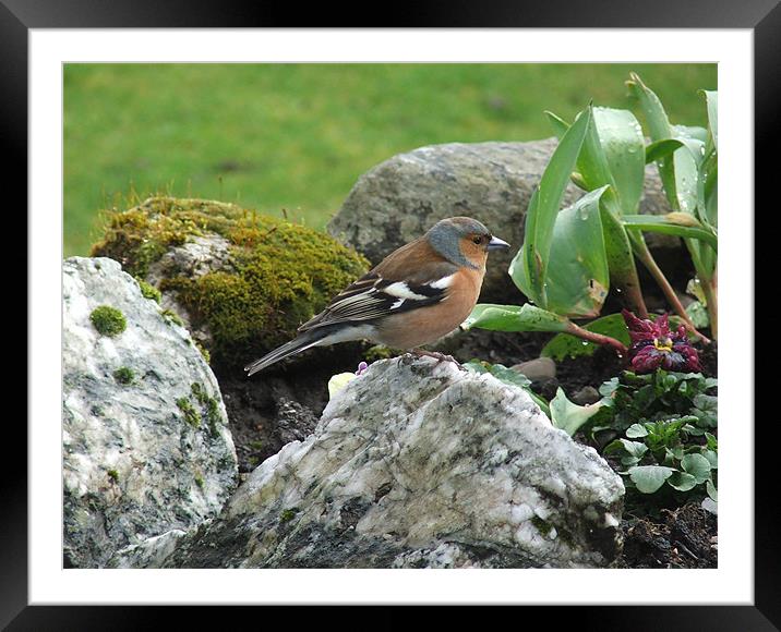 Having a rest Framed Mounted Print by Susan Mundell